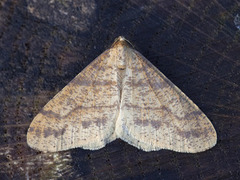 Gul frostmåler (Agriopis aurantiaria)