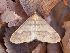 Gul frostmåler (Agriopis aurantiaria)