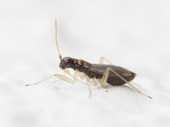 Dicyphus stachydis