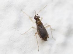 Dicyphus stachydis