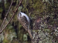 Trekryper (Certhia familiaris)