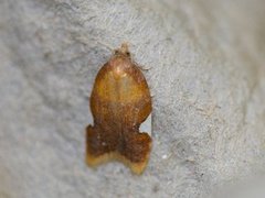 Rød flatvikler (Acleris holmiana)