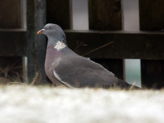 Ringdue (Columba palumbus)