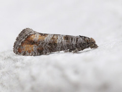 Grå furuskuddvikler (Rhyacionia duplana)