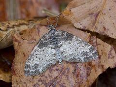 Ospetungemåler (Lobophora halterata)