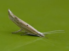 Ypsolopha nemorella