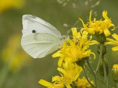 Liten kålsommerfugl (Pieris rapae)