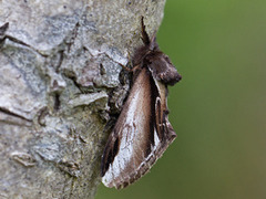 Bjørketannspinner (Pheosia gnoma)