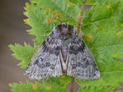 Ospehalvspinner (Tethea or)