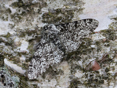 Bjørkelurvemåler (Biston betularia)