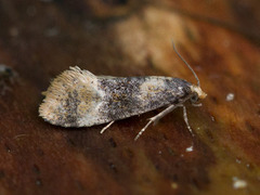 Dvergpraktvikler (Cochylis nana)