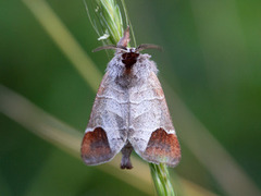 Rødflekkstjertspinner (Clostera curtula)