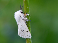 Punkttigerspinner (Spilosoma lubricipeda)