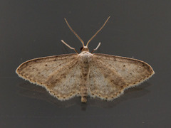 Grå engmåler (Idaea seriata)