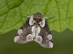 Flekkhalvspinner (Thyatira batis)