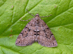 Brun einerbarmåler (Thera cognata)