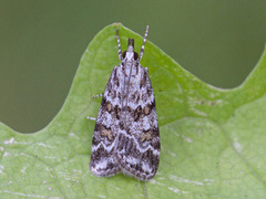 Prydmosemott (Scoparia pyralella)