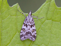 Prydmosemott (Scoparia pyralella)