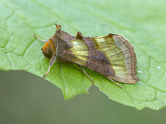 Større båndmetallfly (Diachrysia chrysitis)