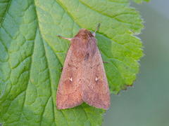 Teglrødt gressfly (Mythimna ferrago)