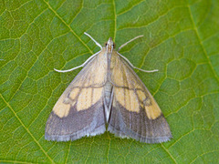 Bremkålmott (Evergestis limbata)