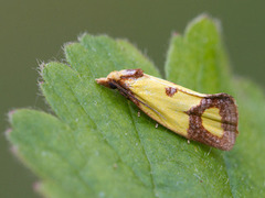 Ringpraktvikler (Agapeta zoegana)