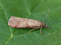 Bakkesmalmott (Hypochalcia ahenella)