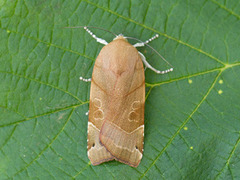 Bredbåndfly (Noctua fimbriata)
