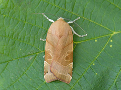 Bredbåndfly (Noctua fimbriata)