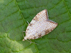 Gul eikevikler (Aleimma loeflingiana)