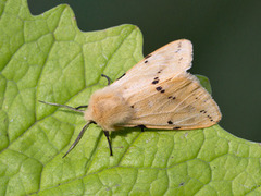 Gul tigerspinner (Spilarctia lutea)