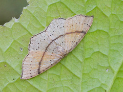 Punktløvmåler (Cyclophora punctaria)