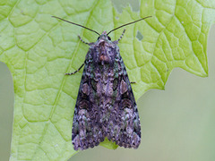 Grønt skogfly (Anaplectoides prasina)