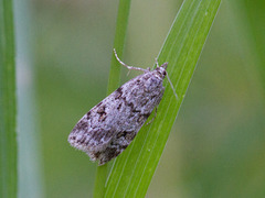 Engmosemott (Scoparia subfusca)