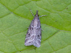 Blek mosemott (Eudonia pallida)