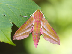 Stor snabelsvermer (Deilephila elpenor)