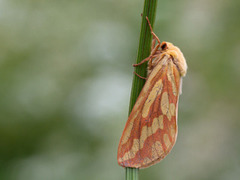 Spøkelsesroteter (Hepialus humuli)