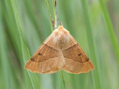 Bølgemåler (Crocallis elinguaria)