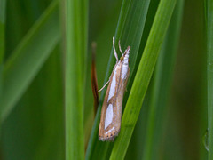 Treflekket nebbmott (Catoptria permutatella)