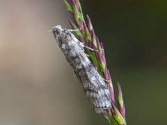 Furukonglesmalmott (Dioryctria simplicella)