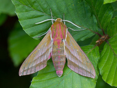 Stor snabelsvermer (Deilephila elpenor)