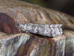 Furukonglesmalmott (Dioryctria simplicella)