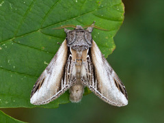 Seljetannspinner (Pheosia tremula)