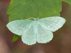 Løvskogmåler (Campaea margaritaria)