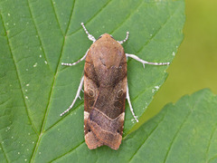 Bredbåndfly (Noctua fimbriata)
