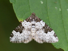 Vårbåndmåler (Xanthorhoe fluctuata)