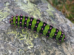 Nattpåfugløye (Saturnia pavonia)