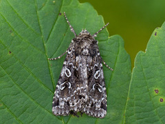 Grått taigafly (Xestia speciosa)