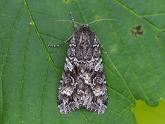 Mørkt skogfly (Eurois occulta)