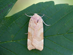 Bredbåndfly (Noctua fimbriata)